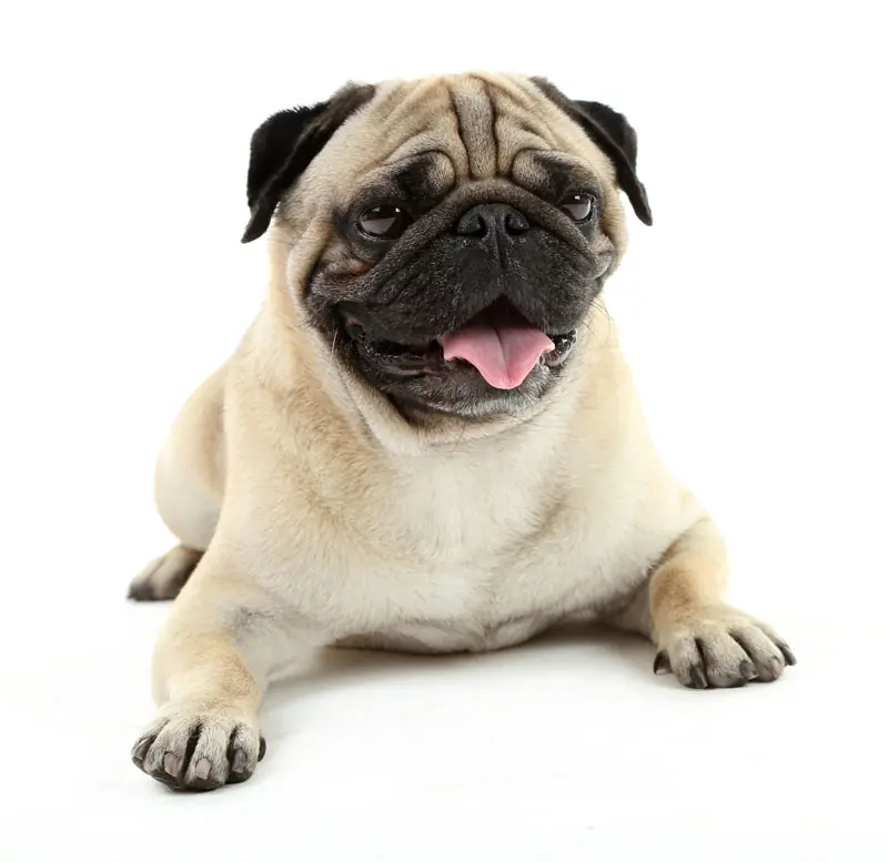 Fear Free certified veterinary care at Star of Texas Veterinary Hospital in Austin, TX