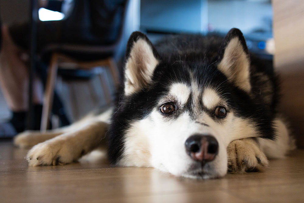 Husky dog resting on the floor, potentially showing signs of lethargy needing vet evaluation