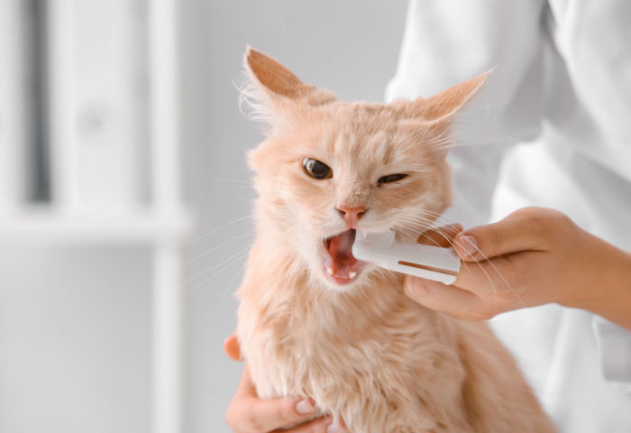 oral-gell-pet Oral gel for pets to support dog and cat dental health between vet visits