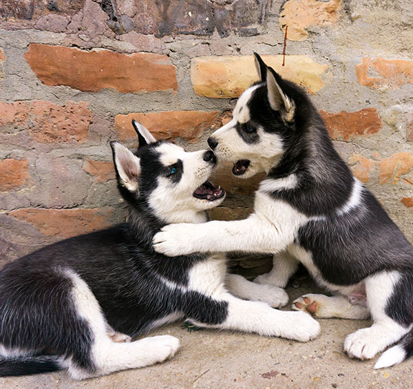 Puppy receiving veterinary care — puppy wellness exam and health education in Austin TX