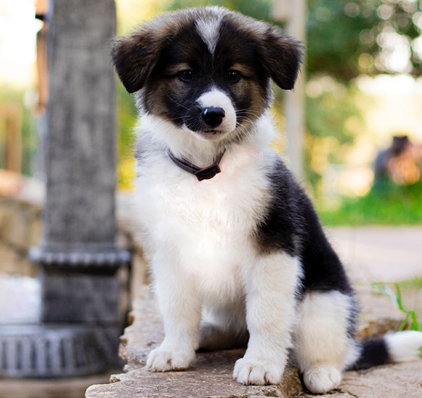 Puppy at a veterinary checkup — puppy education and preventive care services in Austin TX