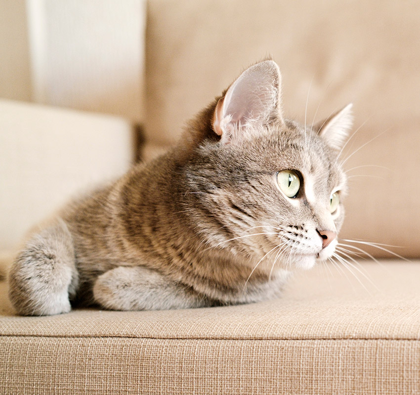 Beautiful striped gray domestic cat with bright yellow eyes, representing feline quality of life care
