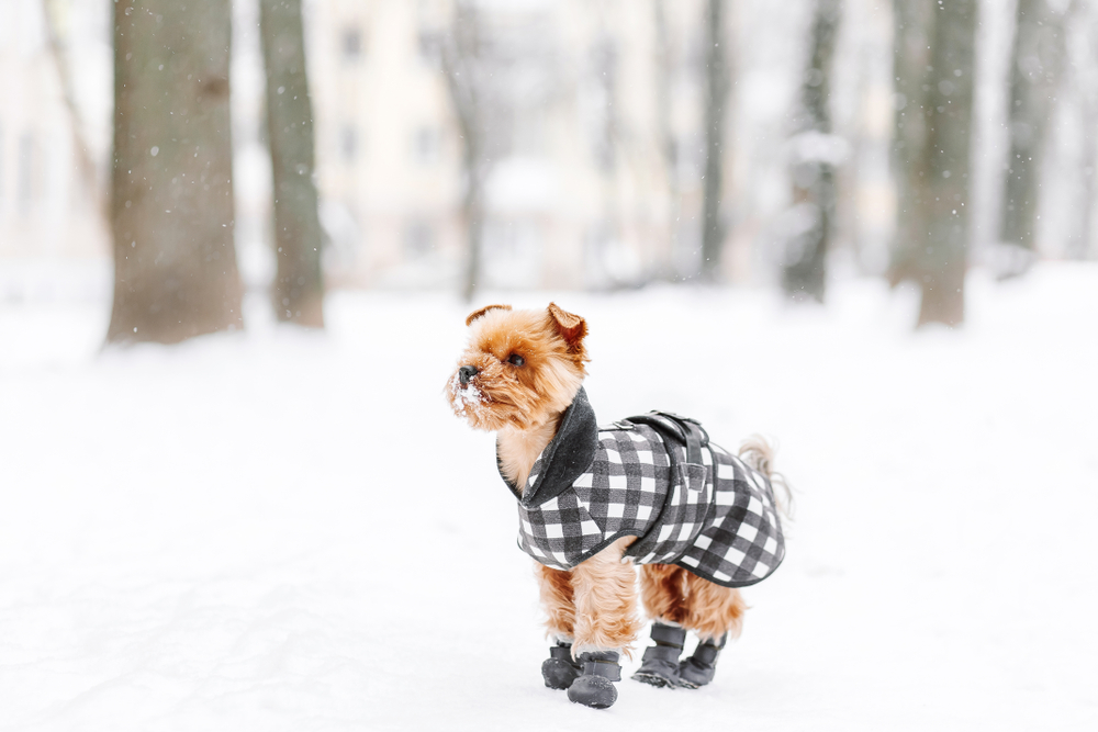 Yorkshire Terrier playing in the snow at a park wearing a winter outfit