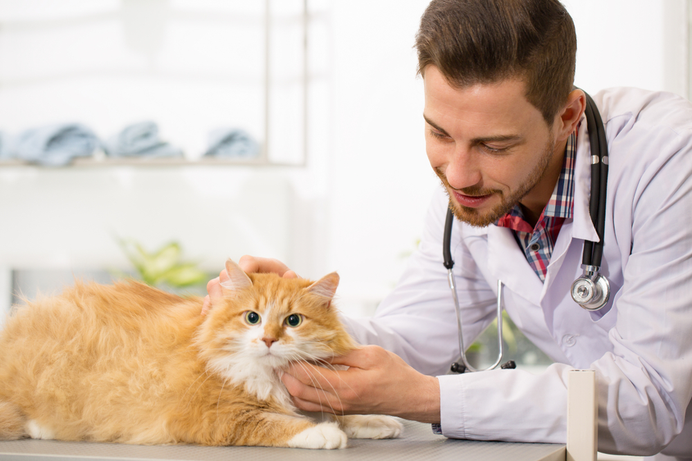 Veterinarian examining a pet with care during a general veterinary visit in Austin TX