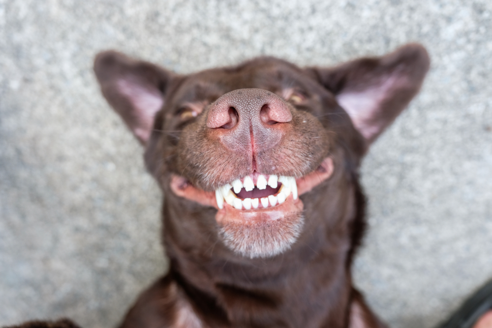Dog lying on its back showing teeth in a happy smile – canine dental health awareness