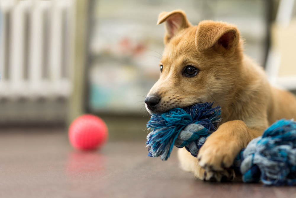 Veterinary care being provided at Star of Texas Veterinary Hospital in Austin TX