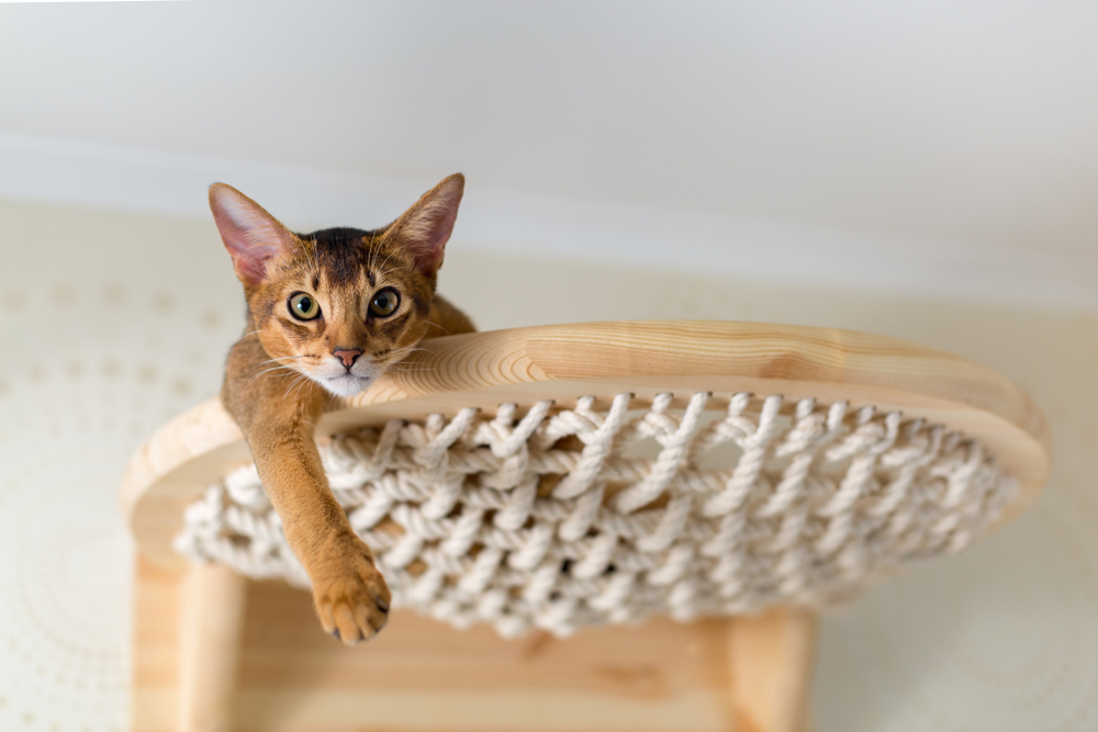 Veterinary professional providing pet care services in Austin TX