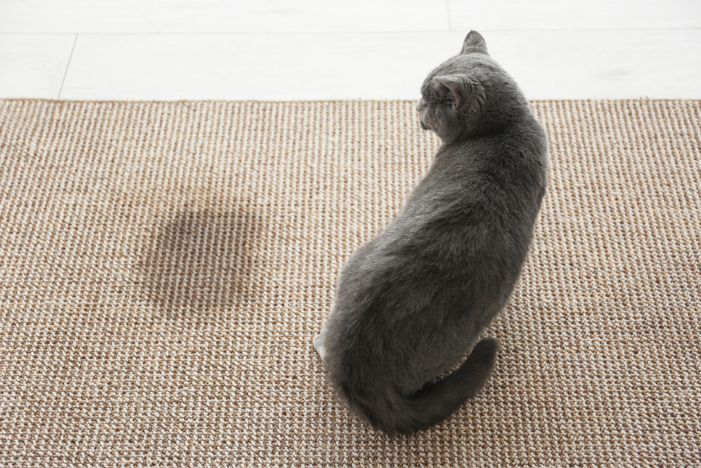 Cat sitting on carpet near a wet spot — signs of urinary issues in cats and when to see a vet