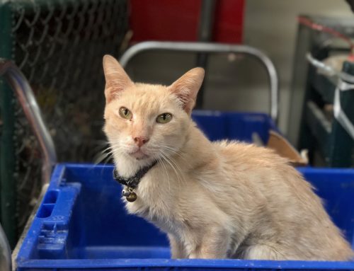 Does My Pet Have Cancer? Common Cancer Signs in Pets