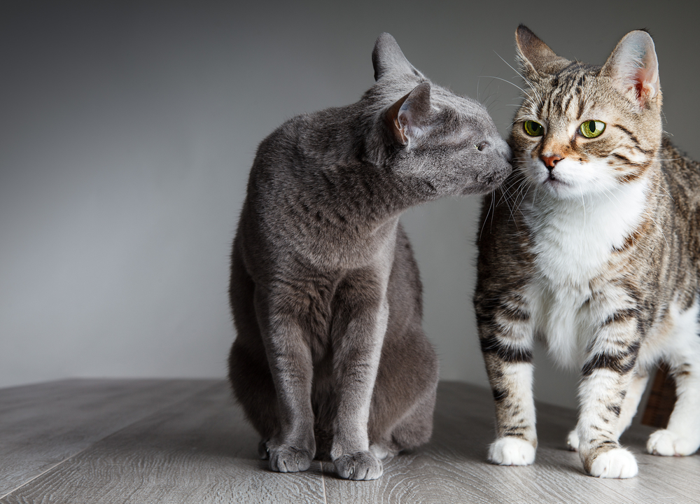Portrait of a Russian Blue and tri-colored house cat together — multi-cat household pet care