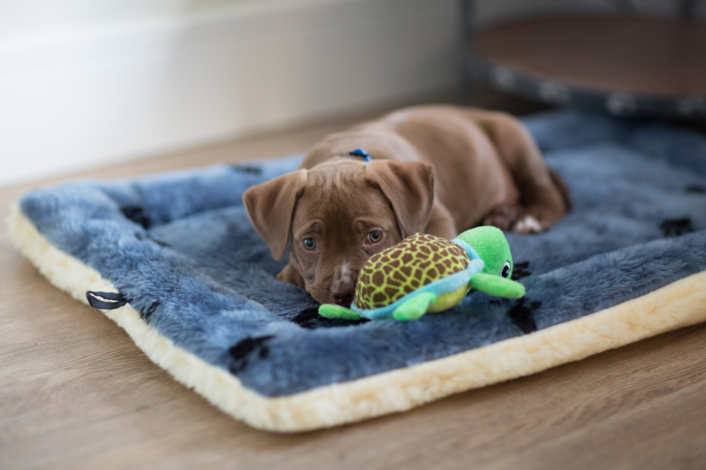 Adorable puppy laying on its bed with a toy — comfortable and healthy young dog at rest