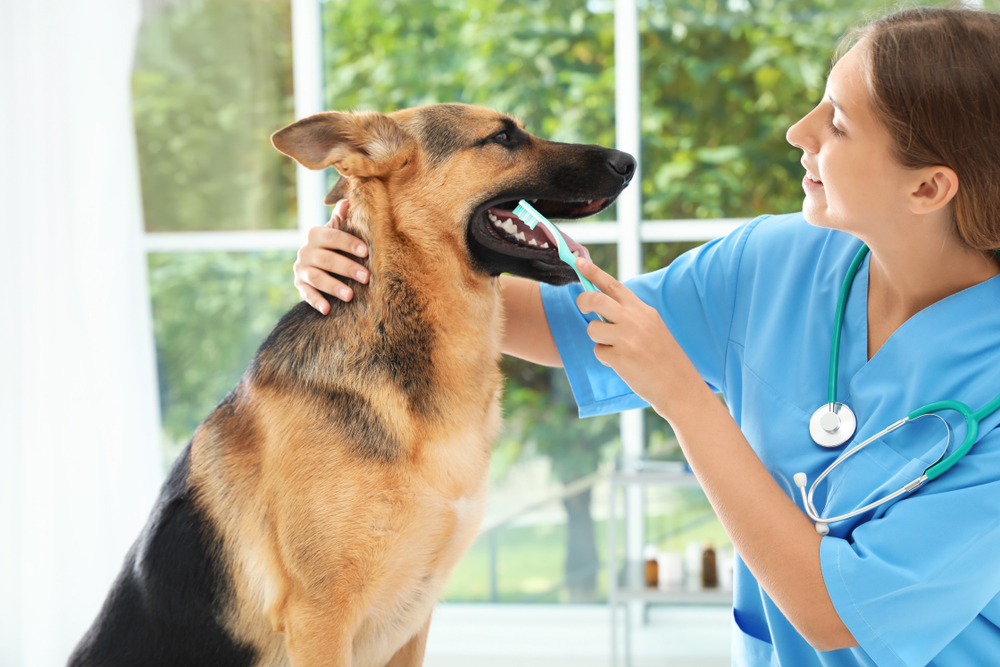 Veterinarian cleaning a dog's teeth with a toothbrush during professional pet dental care