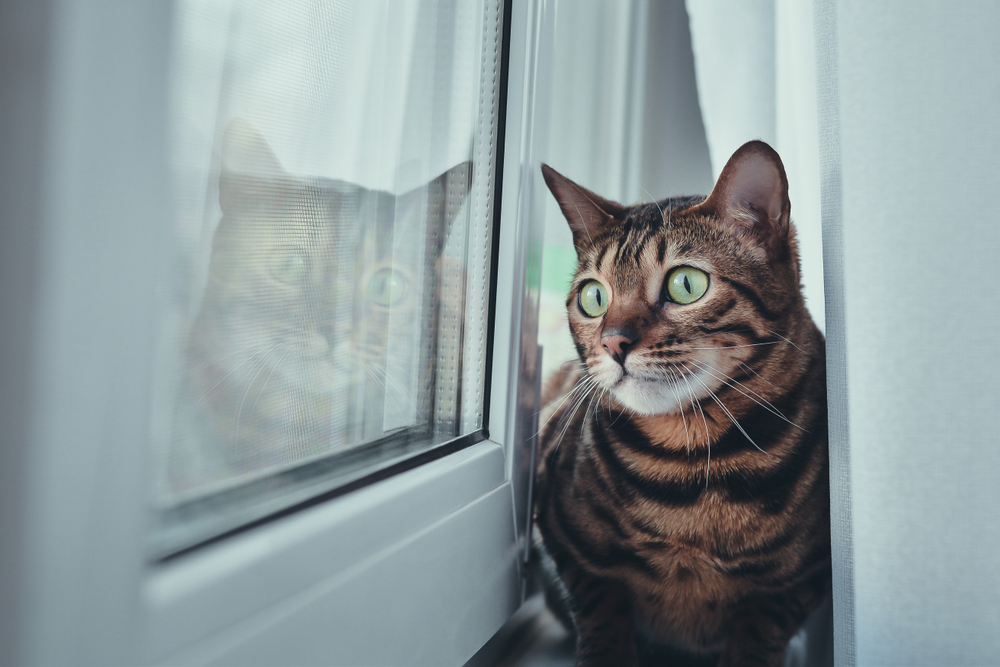 Cat sitting on a windowsill gazing outside — indoor cat enrichment and wellness care in Austin, TX