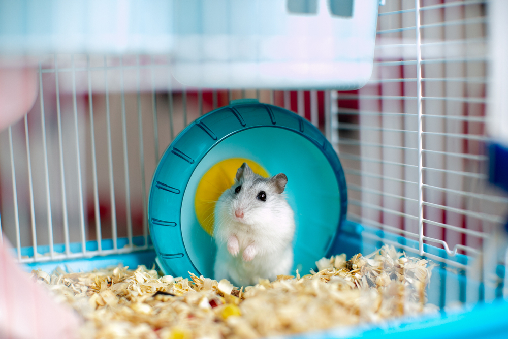 Hamster running on a wheel inside its cage — small animal and exotic pet care in Austin, TX