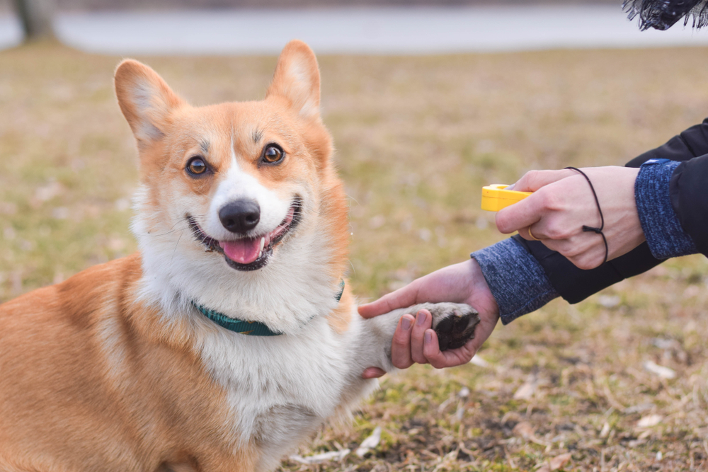 Welsh Corgi Pembroke dog giving a paw during positive reinforcement clicker training
