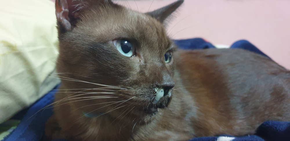 Brown cat with nasal discharge and runny nose, a common sign of feline upper respiratory infection