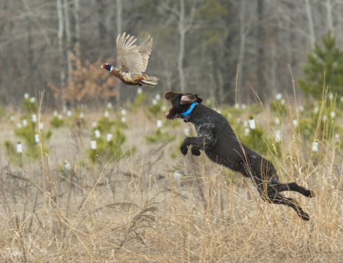 4 Hunting Season Safety Tips for Pets