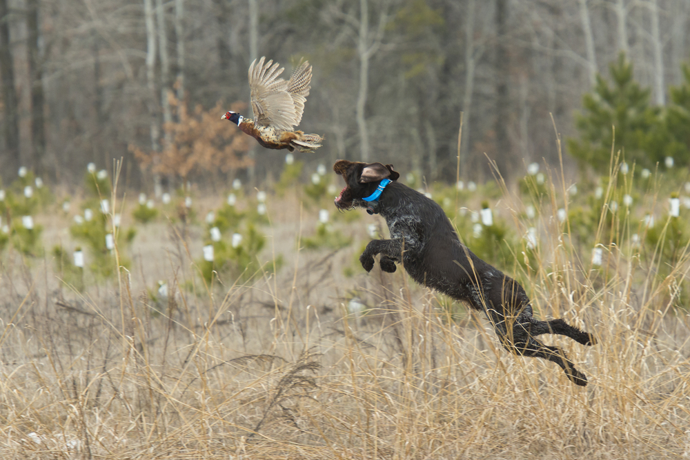 Hunting dog on point in a field, alert and focused during outdoor activity