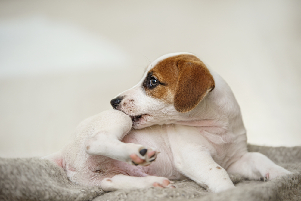 Jack Russell Terrier puppy scratching and biting due to flea infestation — flea prevention tips