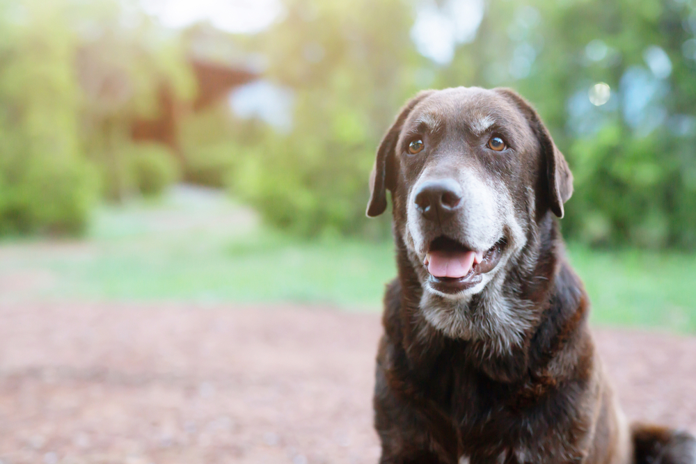 Shy guilty-looking shelter hound dog waiting with a sad expression — pet behavior and emotions