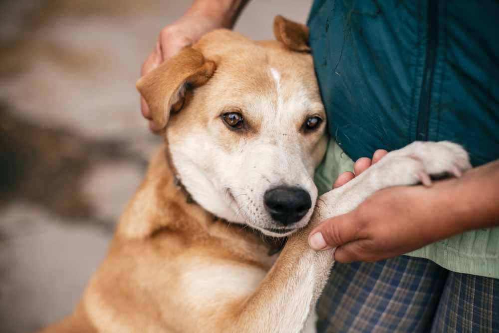 Gentle hand caressing a homeless dog with sweet eyes, highlighting compassionate pet adoption