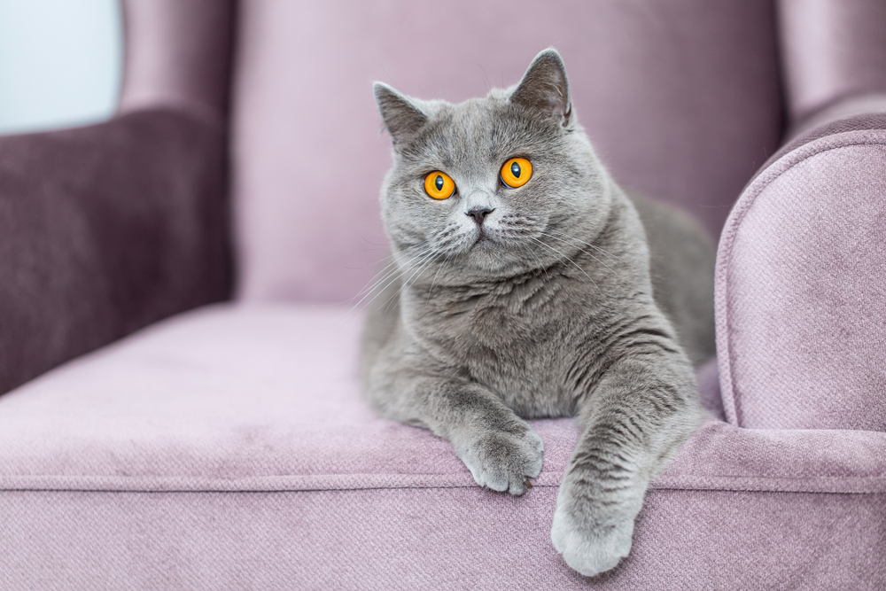 British Shorthair cat sitting on couch looking at camera, ideal companion for pet care in Austin TX