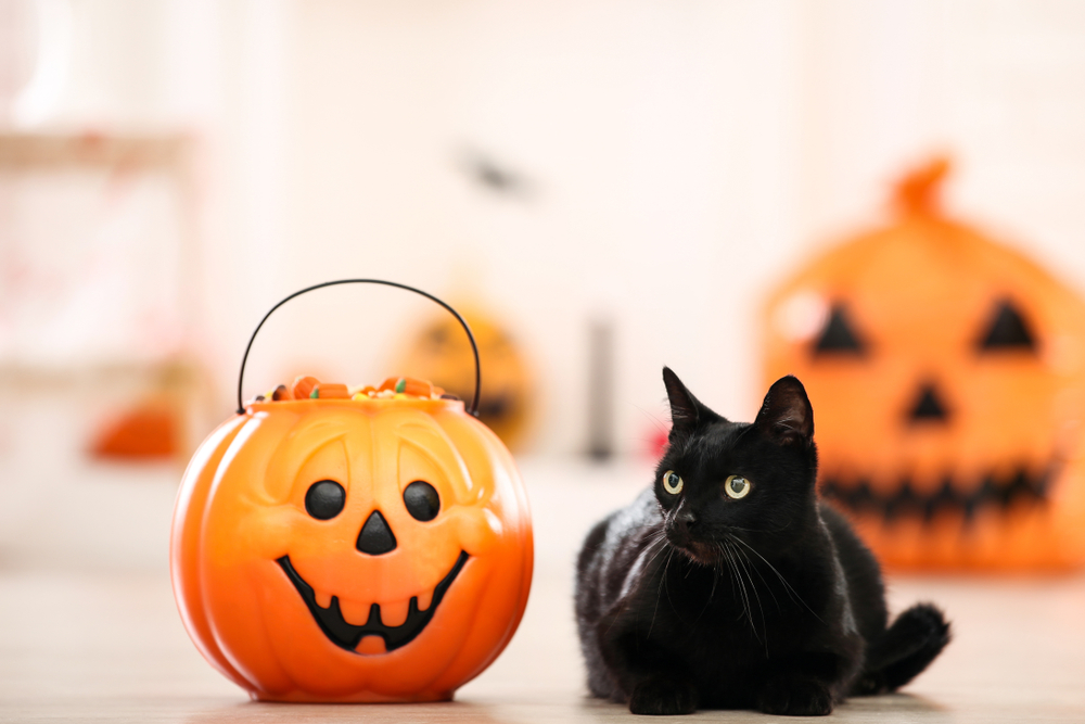 Black cat sitting beside a Halloween candy bucket — toxic Halloween treats to keep away from pets