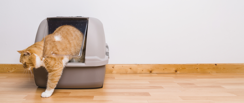 Tabby cat stepping out of a litter box, depicting normal feline bathroom behavior