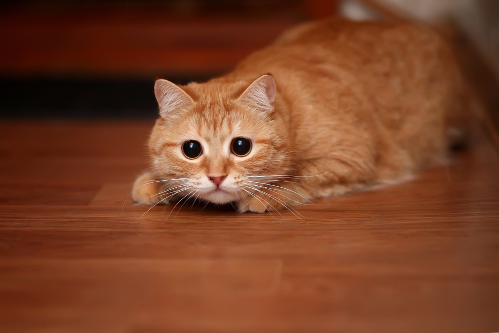 Young red-headed cat with wide surprised eyes, alert and healthy with routine veterinary care