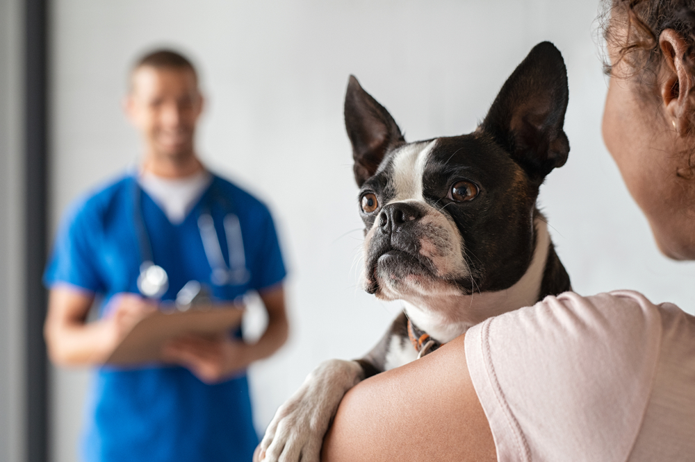 Boston Terrier examined at veterinary clinic with attentive owner by their side