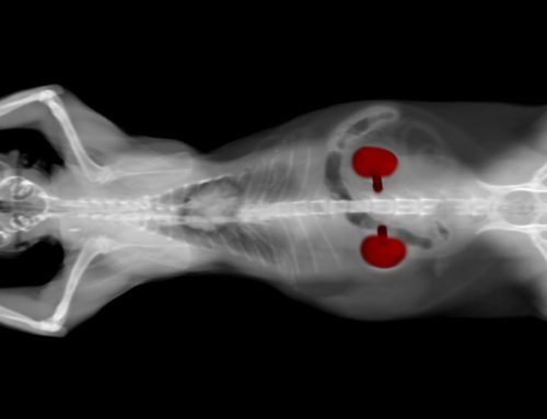 Kidney Failure in Pets