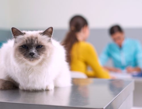 Heart to Heart: How to Discuss Your Pet’s Behavior with Our Veterinarian