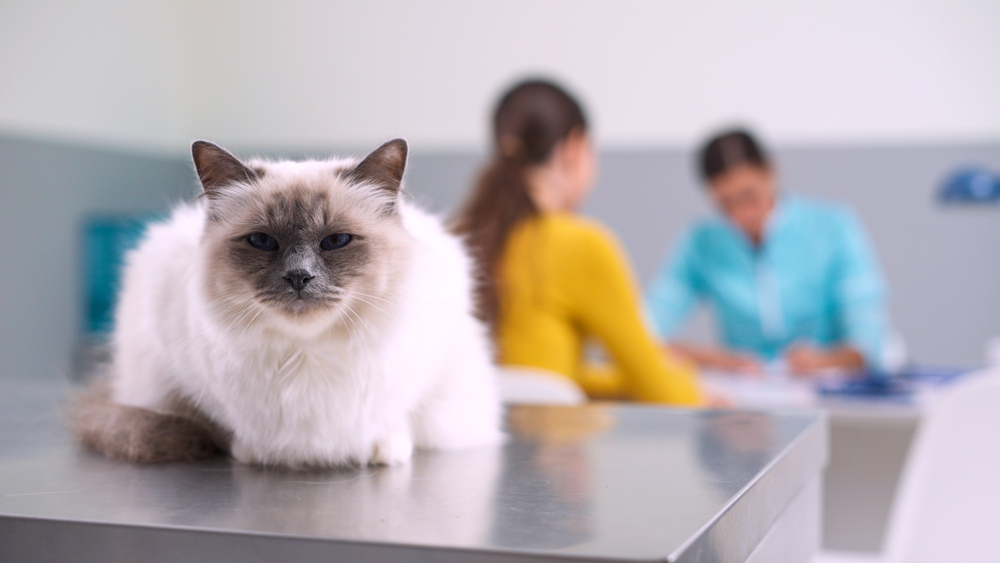 Birman cat being held by its owner at a veterinary clinic during a wellness visit