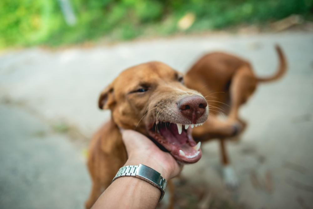 Brown dog about to bite a person's hand — dog bite risk and pet aggression awareness