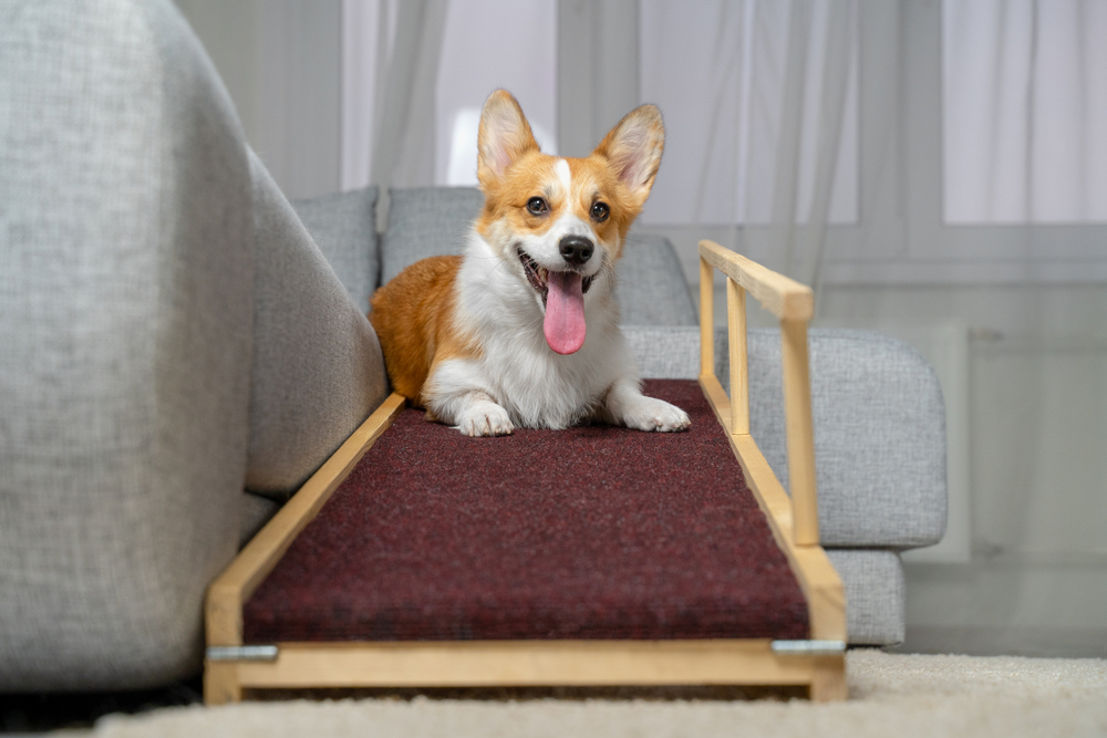 Happy Welsh Corgi Pembroke dog lying down and smiling at Austin veterinary visit