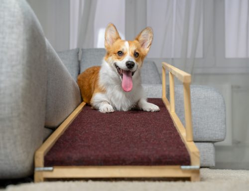 Do’s and Don’ts for Helping Your Specially Abled Pet Enjoy a Fulfilling Life