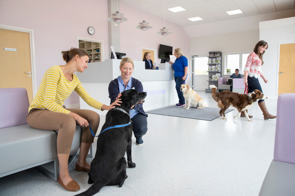 Pet owner with small dog meeting a veterinary nurse in a clinic waiting room in Austin, TX