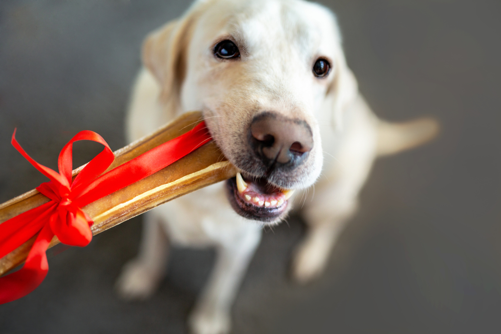 Labrador Retriever accepting a gift-wrapped bone with ribbon, celebrating pet holidays