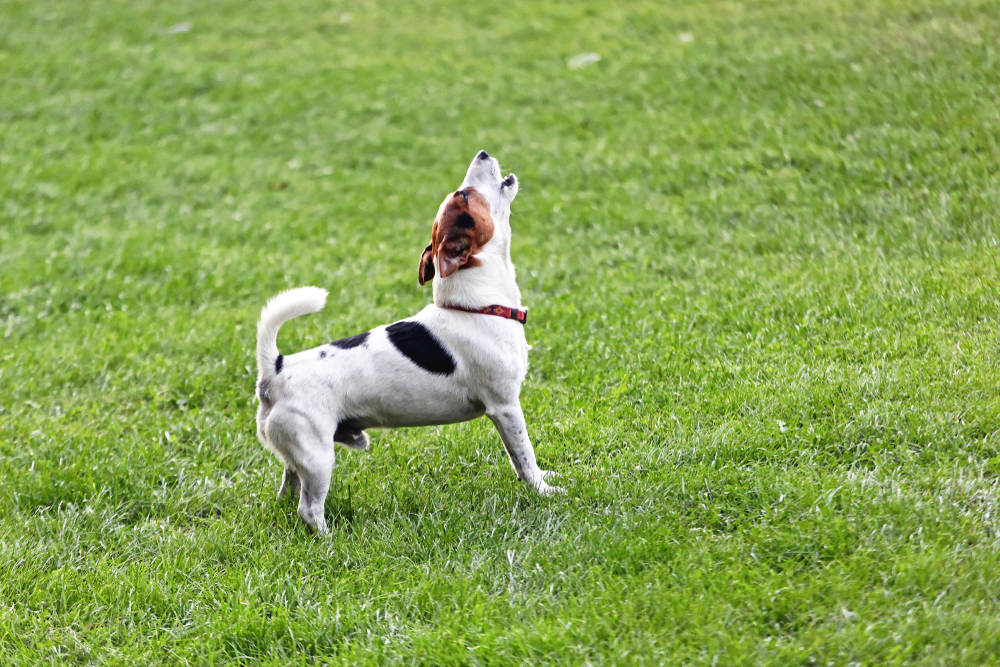 Jack Russell Terrier barking and howling expressively outdoors
