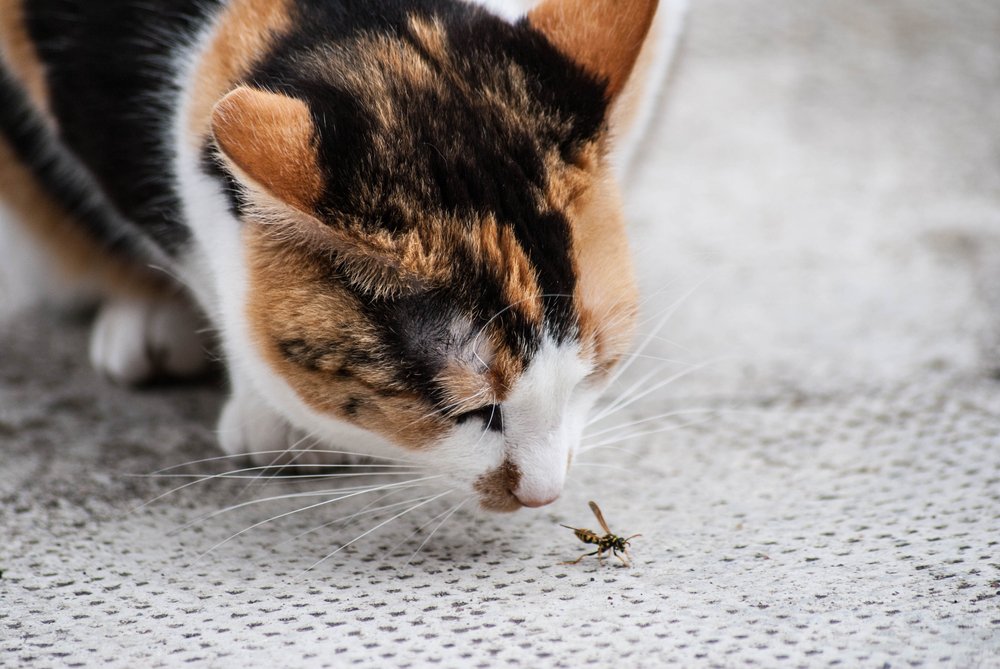 Curious black and white cat sniffing a bee, highlighting pet allergy and toxin risks