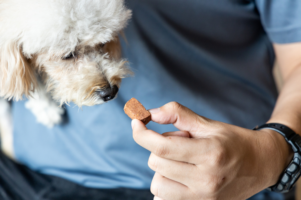 Owner feeding a Poodle a preventive heartworm medication treat as part of routine parasite prevention