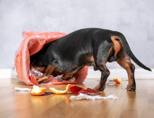 Danger Ahead! Common Pet Toxins in Your Home