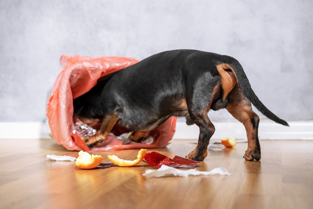 Black and tan Dachshund dog curled up and climbing into a cozy space