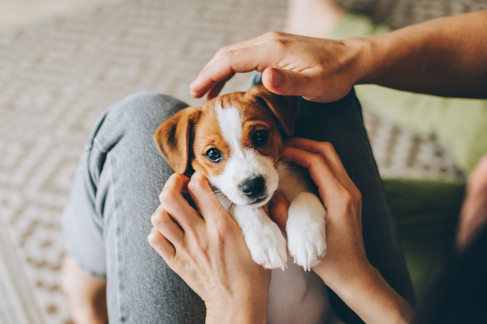 Veterinarian providing gentle veterinary care to a pet during a routine checkup