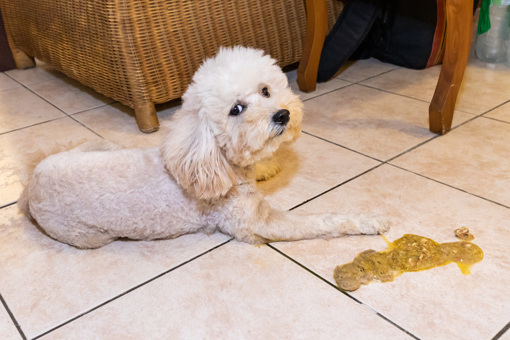 Sick poodle dog next to vomit on home floor — pet illness symptoms requiring veterinary attention