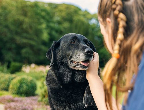 A Pet’s Perspective on Aging Gracefully