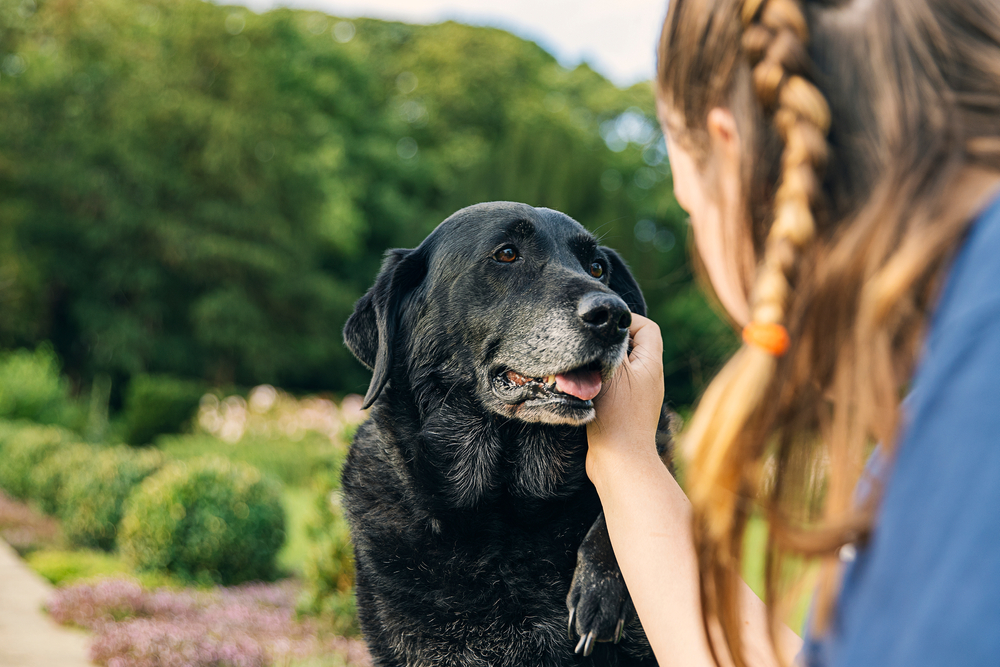 Young girl hugging her senior black Labrador — senior dog veterinary care at Star of Texas Vet Hospital