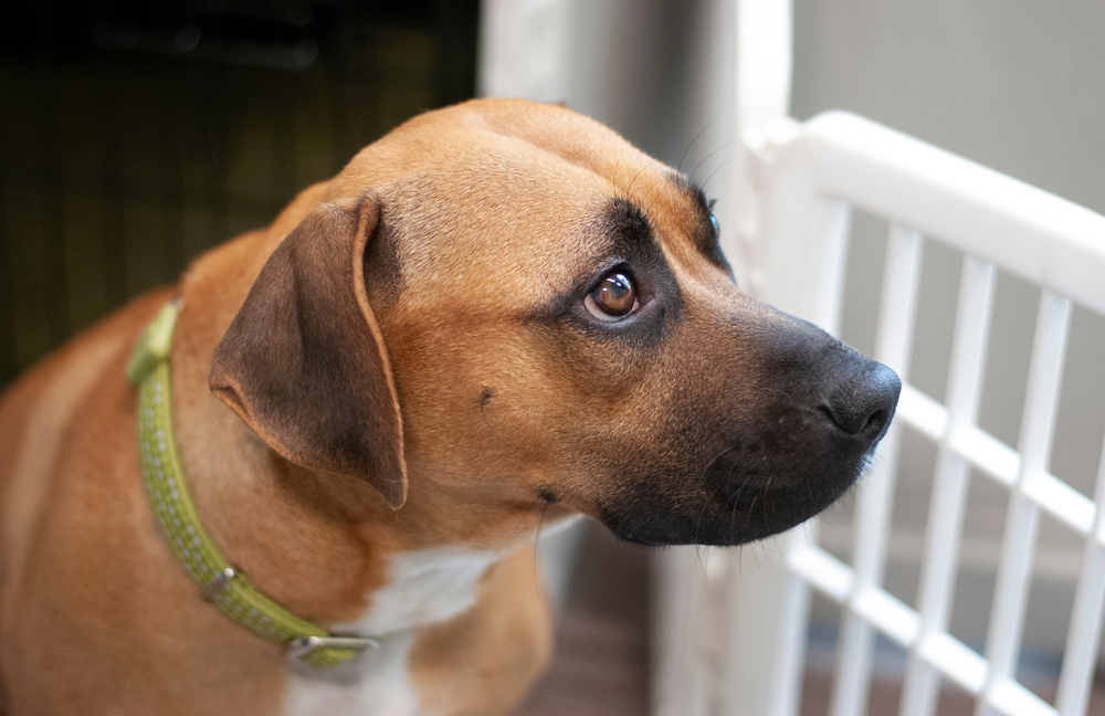 Shelter rescue dog wearing yellow collar looks hopefully through gate at Star of Texas Veterinary Hospital Austin TX