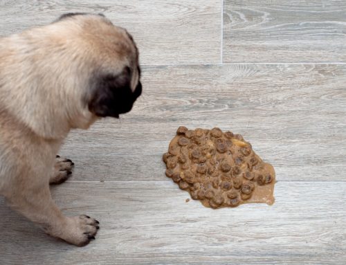An All-Consuming Illness—Pancreatitis in Pets