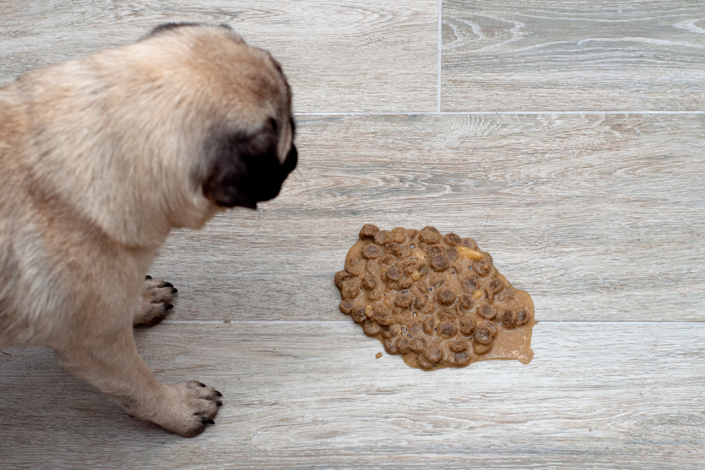 Pug dog vomiting on living room floor — signs of pet illness requiring veterinary care